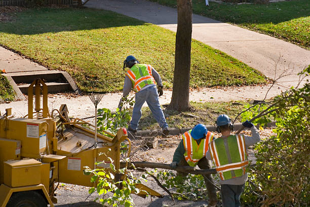 Best Tree Health Inspection  in Sharpes, FL